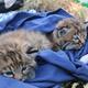 Image for article titled How To Tell A Bobkitten From A Regular Kitten